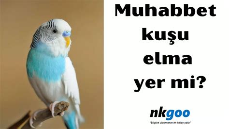 muhabbet kusu elma yer mi