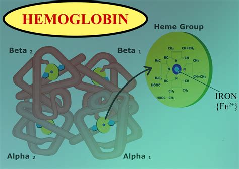 myoglobin nedir