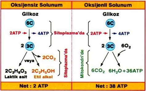 oksijensiz solunum