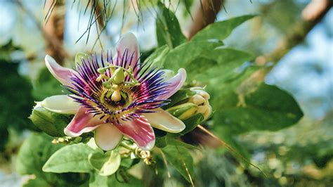 passiflora çiçeği nasıl yetiştirilir