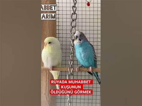 rüyada muhabbet kuşunun üstüne konması