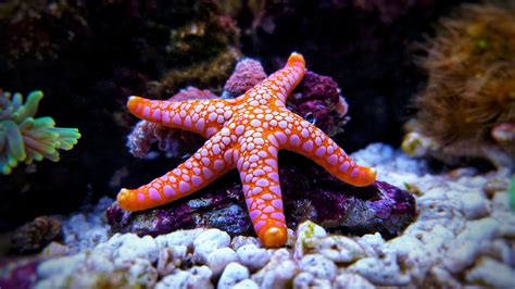 red bali starfish