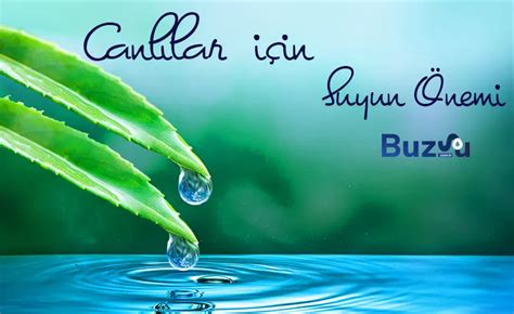 suyun canlılar için önemi