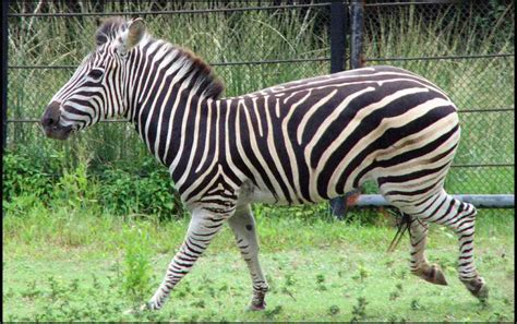 tem zebra no brasil