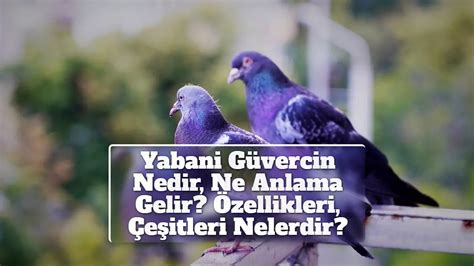 yabani güvercin fiyatları