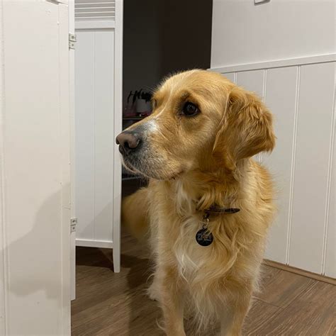 @Bellas.Paws Onlyfans Leak [SEX VIDEO] 🔥