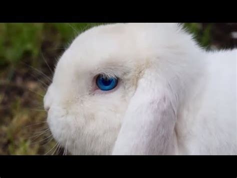 @Blueeyedropebunny Onlyfans Leaked 🔥 [PPV]