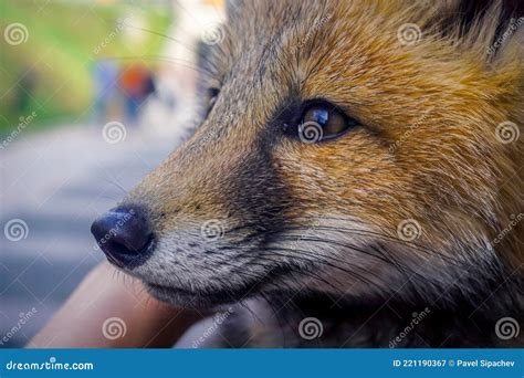 💦 @Close_Raposa Onlyfans Leak XxX