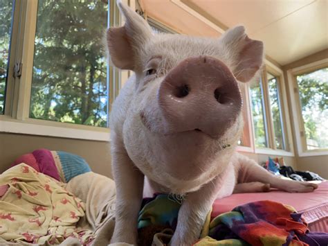 @EstherThePig $.10 for a shopping bag? No thanks - Twitter