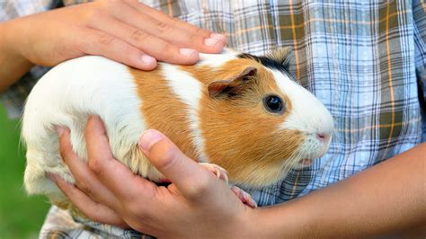 @Guinny Leaks XxX 🍌