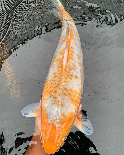 @Koibutterfly Onlyfans Leaked [HD] 🍆 113 Pics