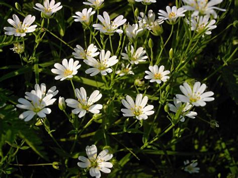 @Lacenlavender Leaked (SEX) 😈 221 Videos