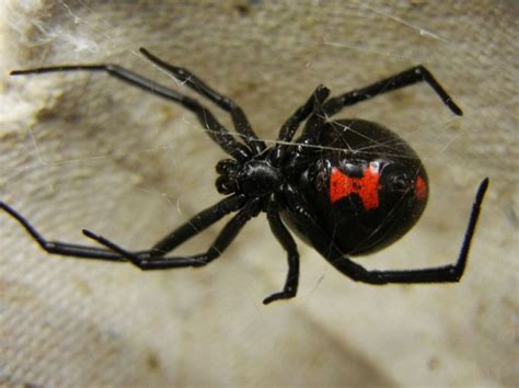 🍆 @Laveuve_Noir  Leaked (SEX) 73 Videos