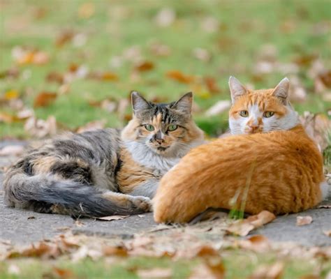 @Lopezmeury Onlyfans Leaked [HD] 💋 53 Vids