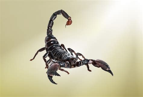 @Sc0Rpionom Leaked [CLIP] 🔥