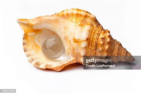 @Shell_Wrld Leaks [SEX VIDEO] 🍆 80 Videos