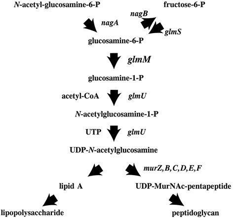 [23] Phosphoacetylglucosamine mutase from - ScienceDirect