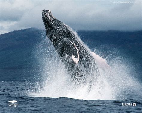 [37+] Humpback Whale HD Wallpaper - WallpaperSafari