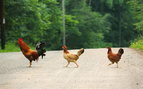 [45+] Chicken Wallpaper for Computer - WallpaperSafari