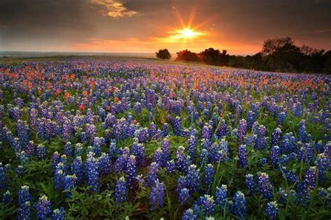 [45+] Texas Wildflower Wallpaper - WallpaperSafari