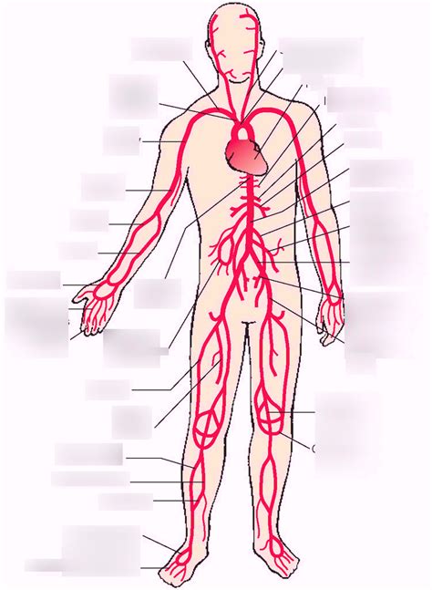 [DIAGRAM] Anatomical Arterial Diagram