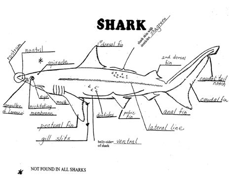 [DIAGRAM] Clear Diagram Of Shark Dissection