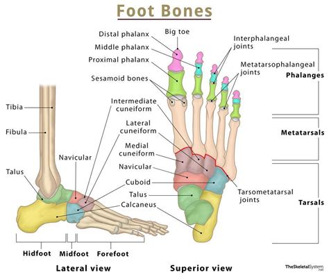 [DIAGRAM] Diagram Of Female Foot