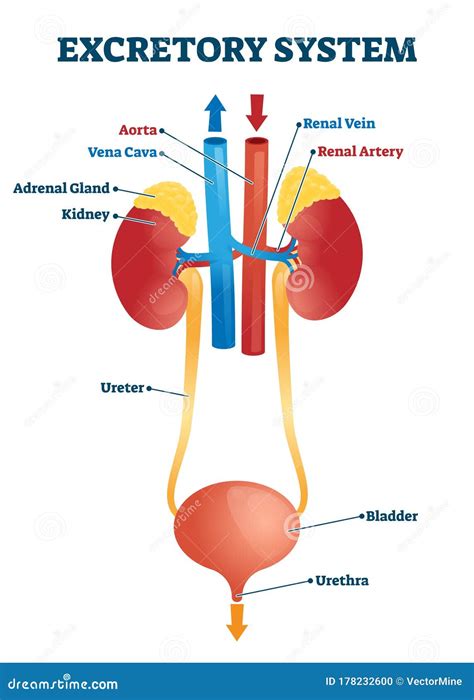 [DIAGRAM] Human Excretory System Diagram Labeled