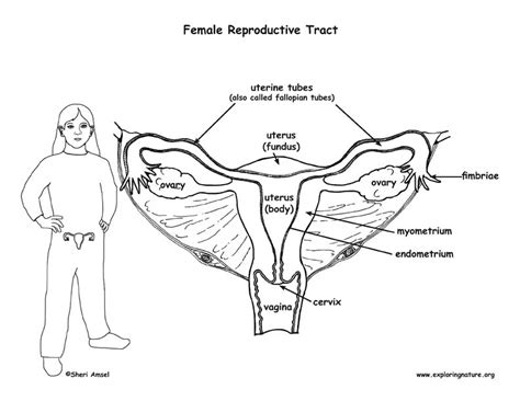 [DIAGRAM] Perineum Female Reproductive Diagram