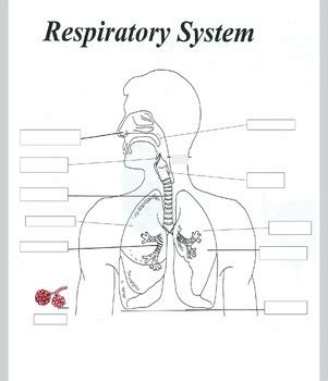 [DIAGRAM] Respiratory System Diagram Blank With Answers FIVEDIAGRAMS