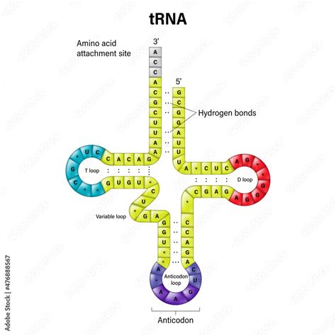 [DIAGRAM] Transfer Rna Diagram