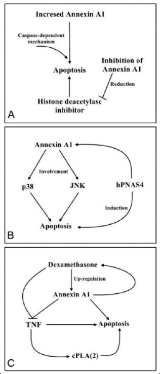 [Effects and mechanism of annexin A1-overexpressing human adipose ... - wintechmobiles.com