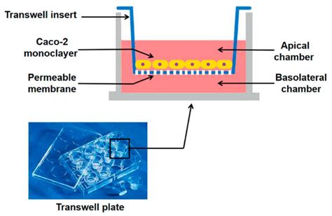 [Establishment of Caco-2 cell monolayer model and …