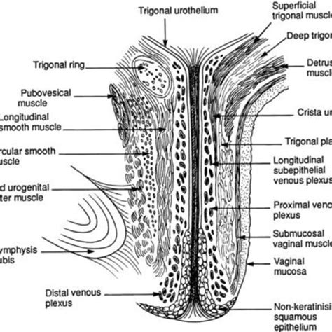 [Key anatomies of DeLancey