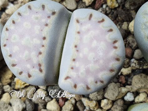 [Oh My Lithops] Lithops (ไลทอป) คืออะไร …