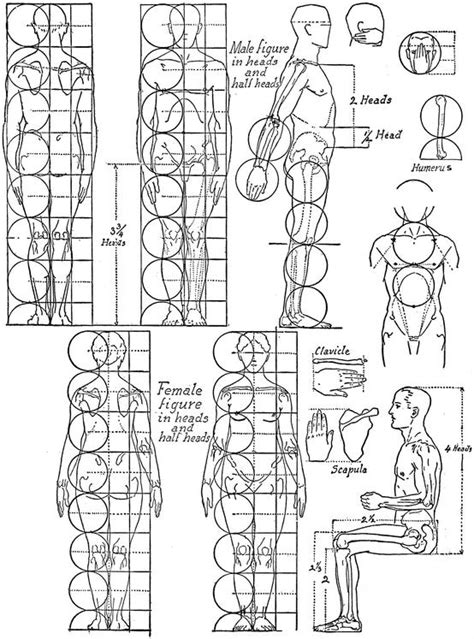 [PDF] Anatomy and Drawing by Victor Perard eBook Perlego