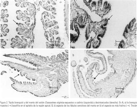 [PDF] Cambios tisulares en el ostión Crassostrea virginica por ...