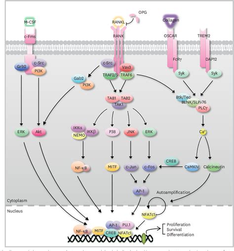 [PDF] Regulation of Osteoclast Differentiation by Cytokine Networks