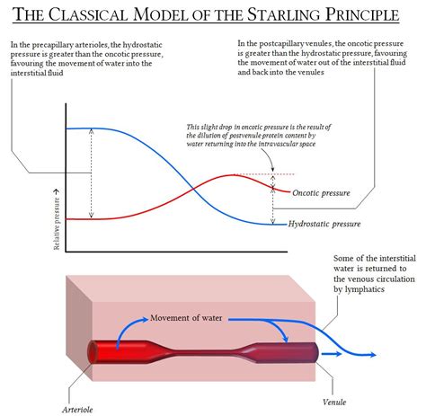 [PDF] Revision of the Starling principle: new views of tissue fluid ...