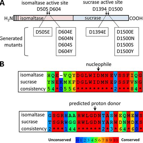 [PDF] Structure-function analysis of human sucrase-isomaltase ...