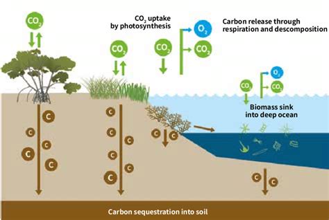 [Seagrass ecosystems: contributions to and mechanisms of carbon ... - muktibox.com