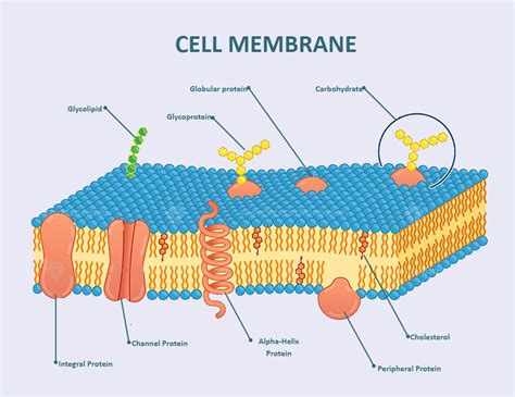 [Solved] Diagram the structure of a cell membrane, labeling the