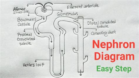 [Solved] How to draw a picture of a nephron and label each of the