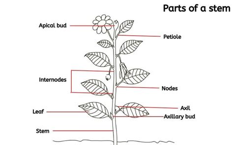 [Solved] The part of the stem where a leaf arises is known as: