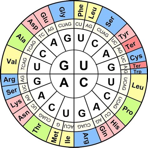 [Solved] Using the codon chart, determine both the mRNA and amino acid