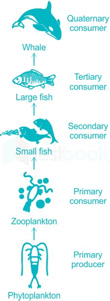 [Solved] Zooplankton belongs to - Testbook