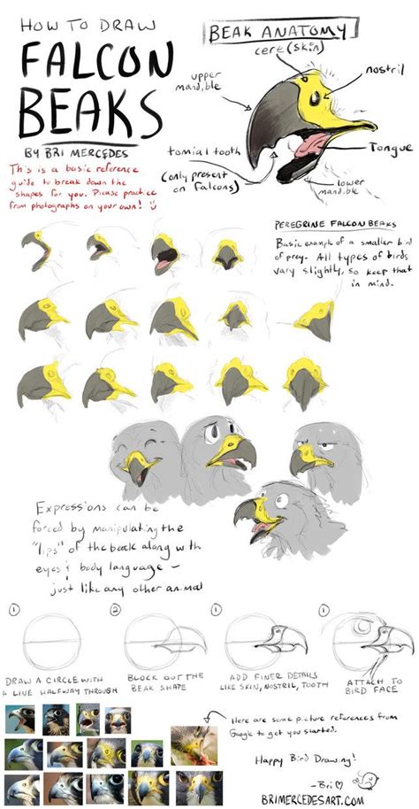 [Tutorial How To Draw Falcon Beaks] by... Art References Bird