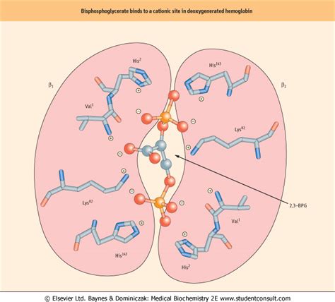 [scheikunde] molecuulmassa hemoglobine - Wetenschapsforum