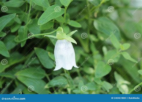 `Dang Shen` flower - Codonopsis Pilosula - Dreamstime