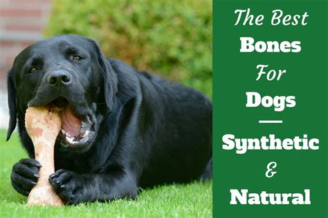 {Updated} List of Top 10 Best thorsen dog bone in Detail